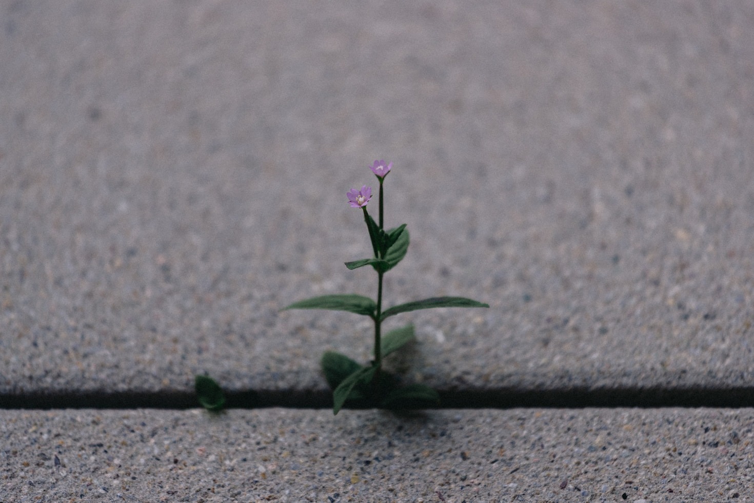 The Link Between Lifelong Learning and Fulfillment